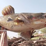 History - Mudcats “Episode 102”